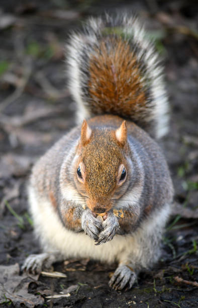 istock Grey squirrel in Kelsey Park, Beckenham, London, UK 1456845147