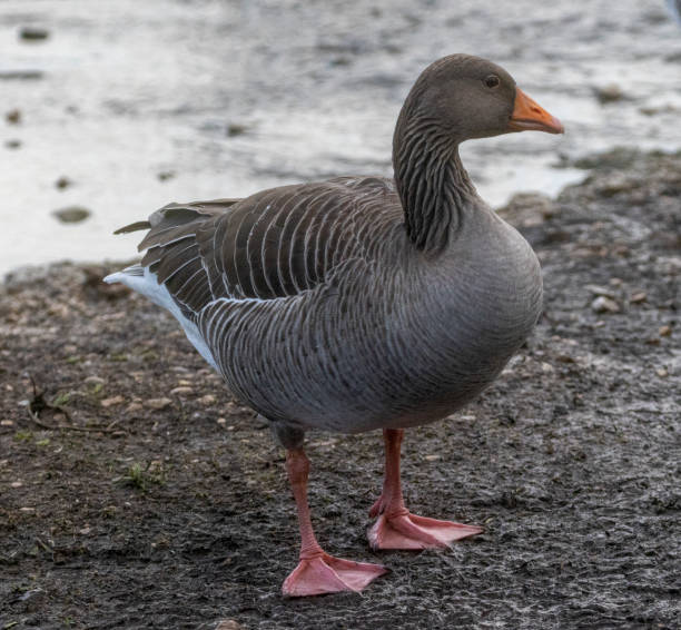 Greylag goose Greylag goose greylag goose stock pictures, royalty-free photos & images
