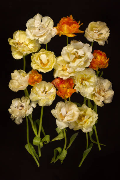 Yellow and red tulips are scattered over a black background.