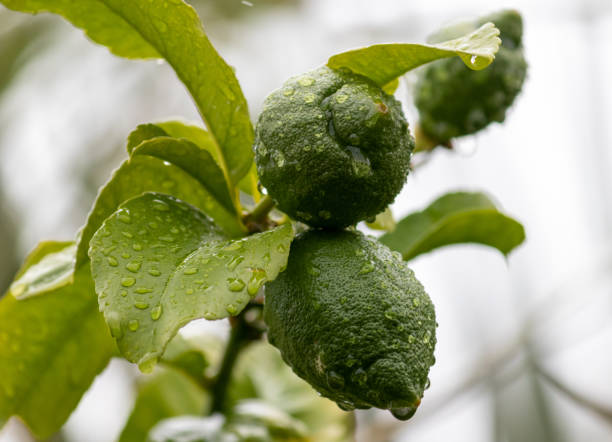 istock A small lemon tree in the garden. 1456846361