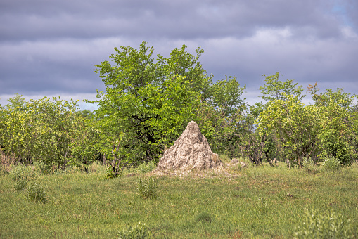 Termite mounds is a typical sight on the savannah at the Okavango Delta in Botswana