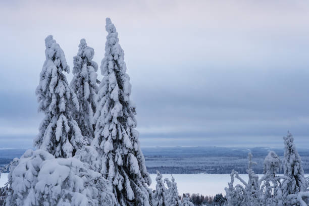 istock Winter landscape from Vuokatti, Kainuu, Finland 1456846714