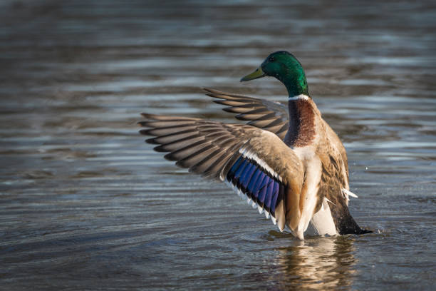 istock Male Mallard showing off his colours 1456848869
