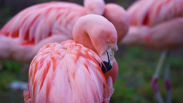 Сlose-up Red Flamingo head, eye and beak.