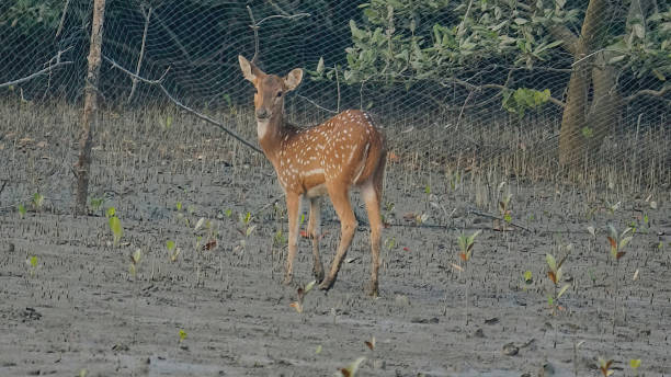 Spotted deer stock photo