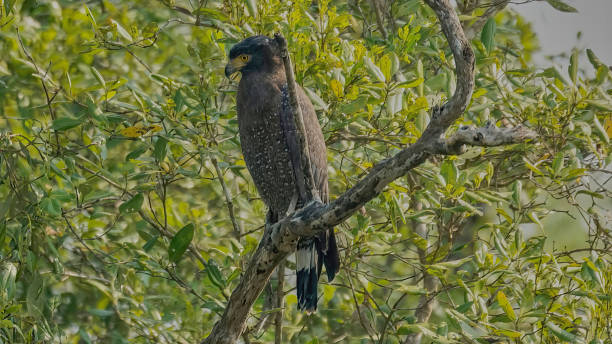 Crested serpent-eagle stock photo