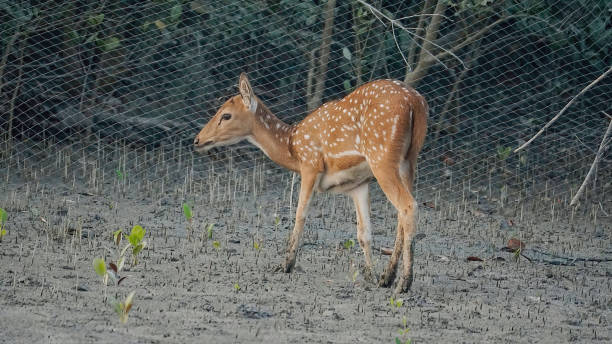 Spotted deer stock photo