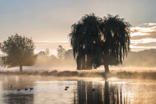 istock Morning full of atmosphere 1456849363