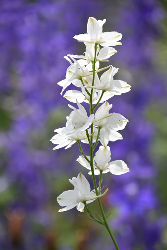 Beautiful flowering white delphinium flower blooming and flowering in a garden.