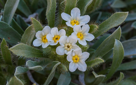 Yellow Eyed Cryptantha, Yellow-eyed cryptantha, Cryptantha flavoculata; Great Basin National Park; Great Basin Desert. Boraginaceae Family
