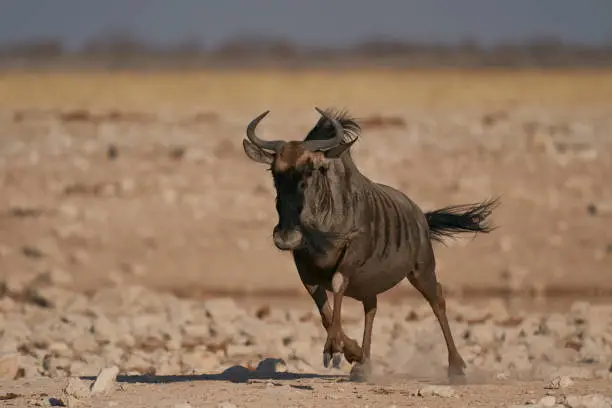 Photo of Blue Wildebeest