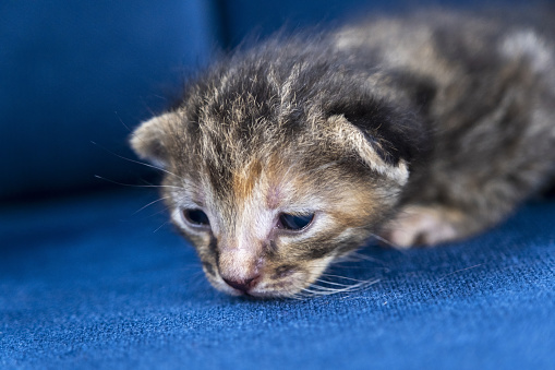 Newborn dark grey tabby cat