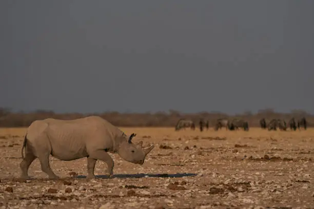 Photo of Black Rhinoceros