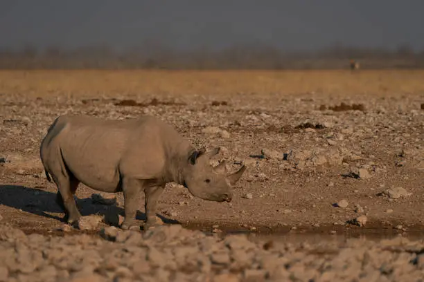 Photo of Black Rhinoceros