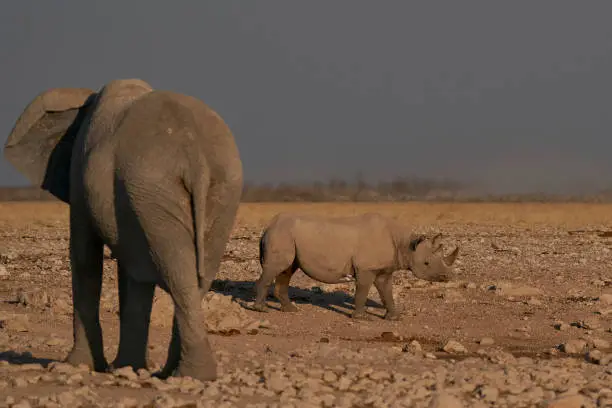 Photo of Black Rhinoceros