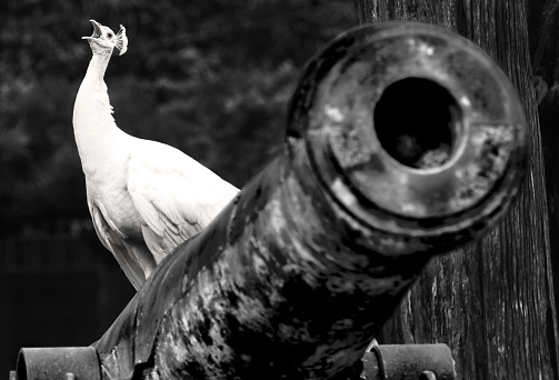 Albino peacock on antique cannon
