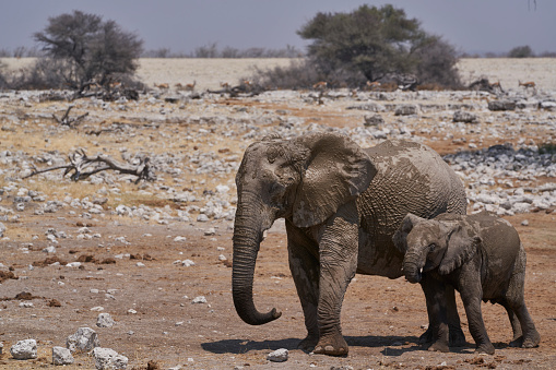 Young African Elephant (Loxodonta africana) at a waterhole in Etosha National Park, Namibia