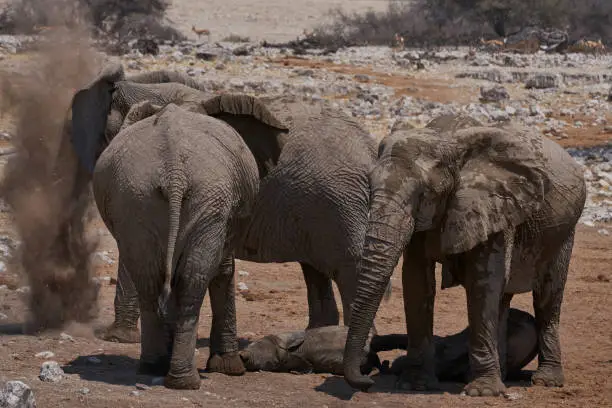 Photo of Etosha waterhole