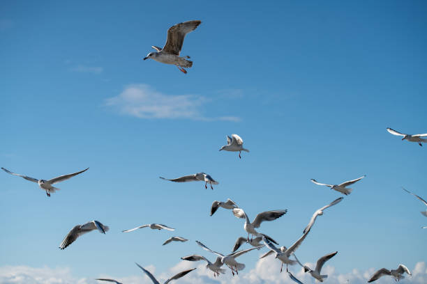 istock Flock of seagulls in the sky 1456850636