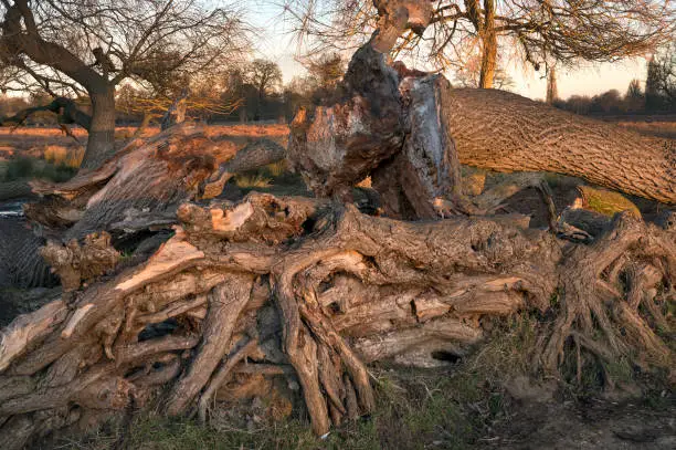 Photo of Mangled tree roots
