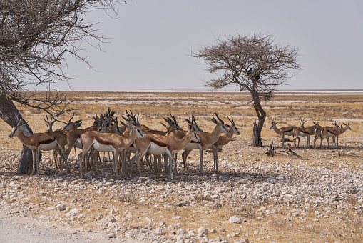Large group of Springok (Antidorcas marsupialis) sheltering from the mid day under a tree at a waterhole in Etosha National Park, Namibia