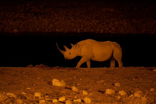 Black Rhinoceros (Diceros bicornis) at a waterhole in Etosha National Park, Namibia