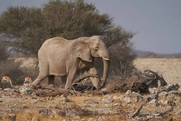 Photo of Thirsty elephant approaching a waterhole