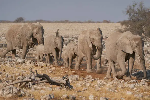 Photo of Thirsty elephants approaching a waterhole