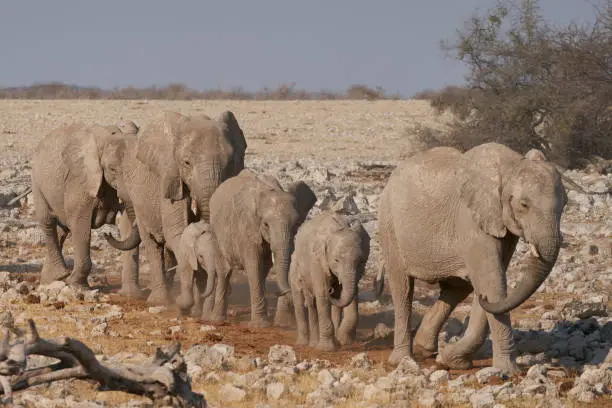 Photo of Thirsty elephants approaching a waterhole