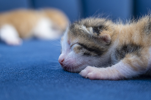 Selective focus sleeping newborn cat