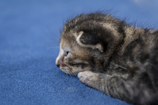 Newborn dark grey tabby low ear cat