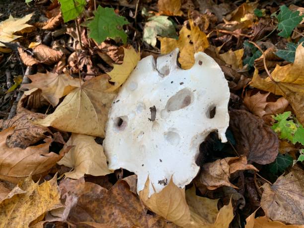 istock Eaten Fungi 1456851146