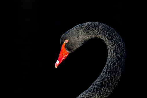 Portrait of a black swan (Cygnus atratus)