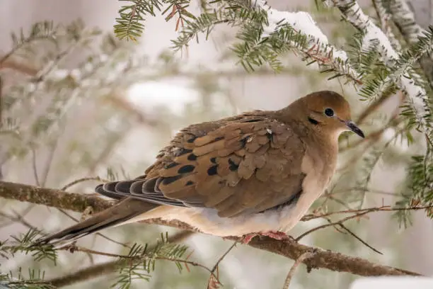 A mourning dove perched in a snow-covered pine tree during the winter.