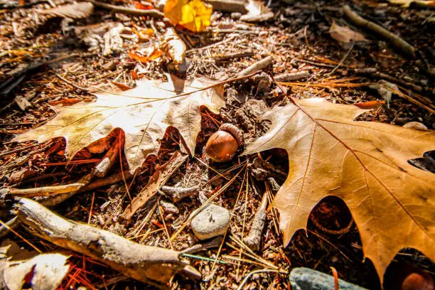 Oak leaves and acorns on the floor of the forest.