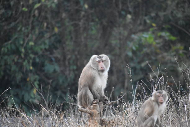 istock Indian monkey in jungle of Tripura, India. 1456857464
