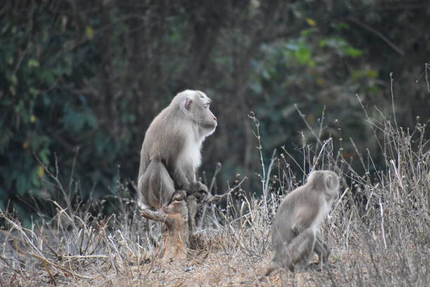 istock Indian monkey in jungle of Tripura, India. 1456857466