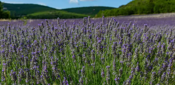 Lavenderfields in Valensole, France