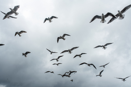 Flock of seagulls in the dark moody sky