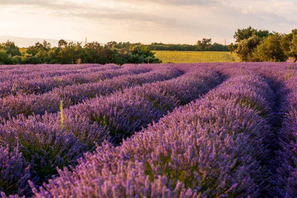 istock Lavender field in the Provence 1456859255