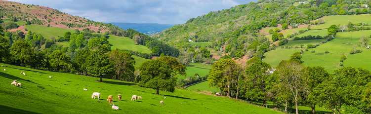 Panoramic view across green pasture, grazing cows and sheep to idyllic patchwork quilt landscape of farmland, fields and mountains.