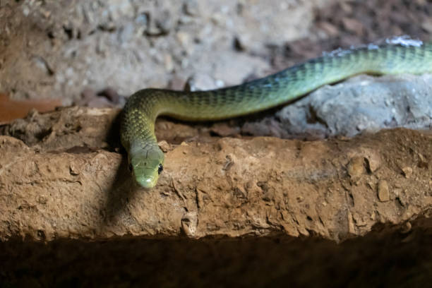 vue rapprochée d’un mamba vert de l’est dendroaspis angusticeps - angusticeps photos et images de collection