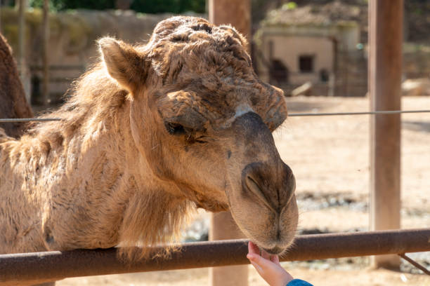 istock Children hand feeding dromedar in the zoo 1456860667