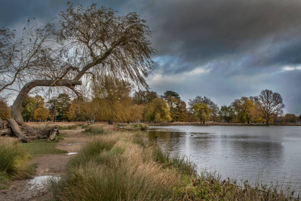 céu tempestuoso - bushy park - fotografias e filmes do acervo