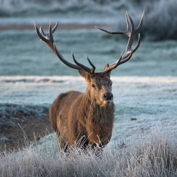istock Monarch of the park 1456863975