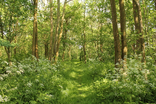 a small path in a beautiful green forest in springtime with white cow parsley en long high trees