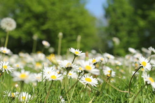 front view at a green meadow with lots of beautiful daisy flowers in the grass in springtime