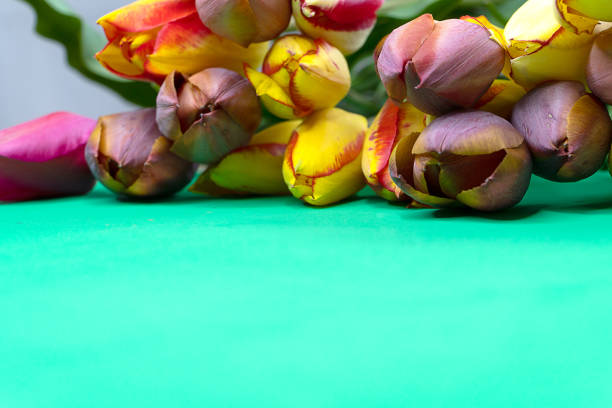 Bouquet of multi-colored tulips on a green table. Congratulations on the holiday.