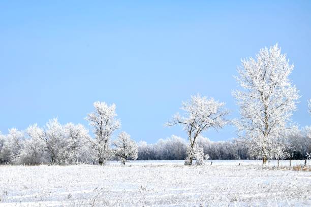 istock a frosty winter day in Manitoba 1456865616