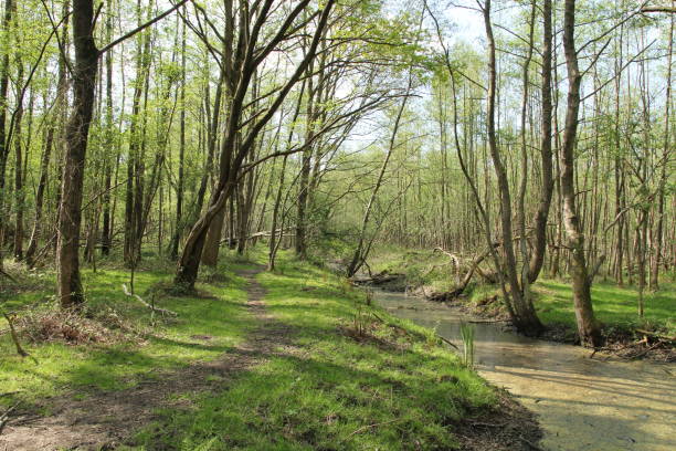 istock a green woodland with a path and a ditch in springtime in belgium 1456867105